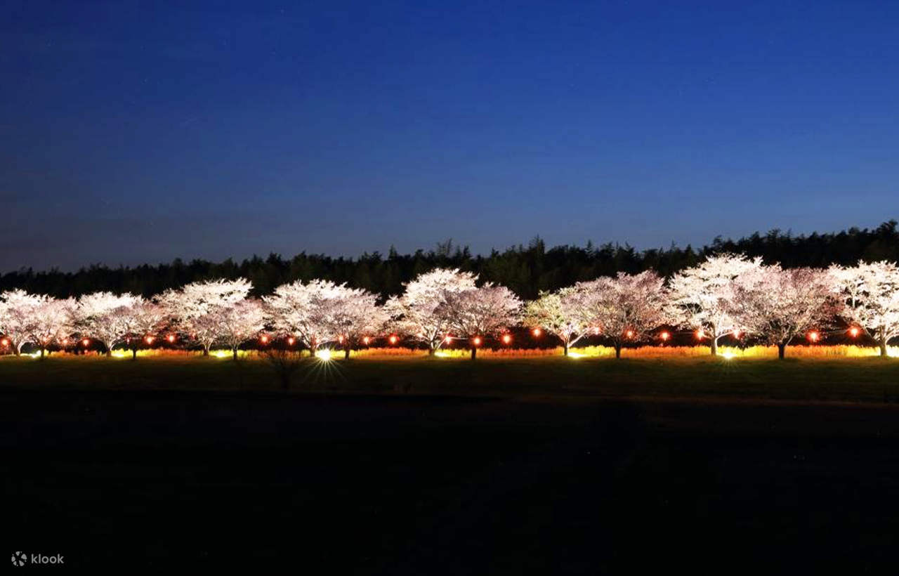 One-Day Tour: Ibaraki Rain Attraction Kannon Senbon Sakura +